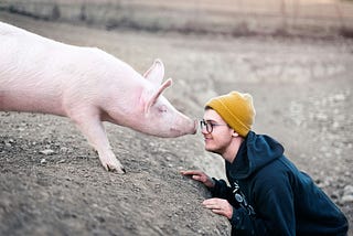 A human making friends with a pig