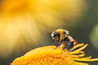 A bee feeding from what appears to be a sunflower