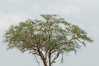 This Tree Helped Solve a Murder