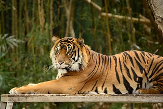 Why Feed The Tiger?