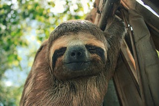 A photo of a sloth’s face