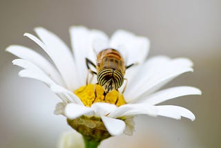 Pollination Fueld by Ideas