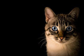 You May Once Have Been a Cat