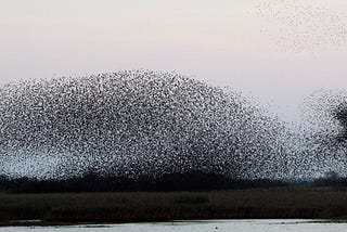 When I Thought They Were Blackbirds