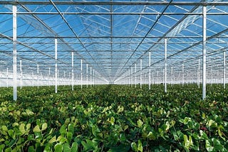 The world’s #2 exporter of food, Netherlands agriculture TECH