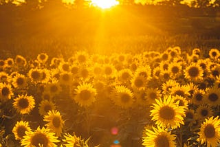 Magical summer moments. A field of sunflowers with the gold sun shining down.