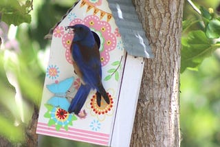 June Birds: Bursting With Color