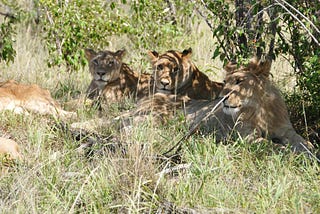 Roaring Hangover…