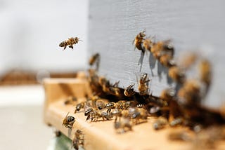 Leadership Lessons: a new insight from the “non-typical” bees