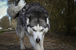 A wolf in sheep’s clothing.