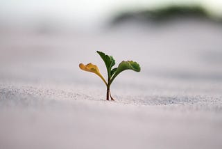 Planting a Seed is All About Hope