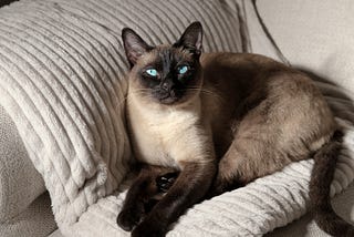 Siamese Cat