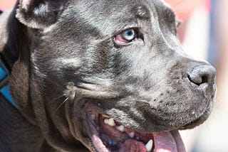 BEWARE: There’s A Pitbull in the Oval
