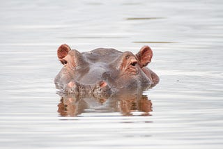That Hippo Who Almost Killed Me — My Wildest Travel Story