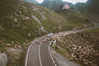 A long winding road with sheep blocking the way.