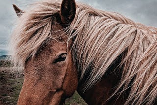 How A Drunk Horse Whisperer Changed History.