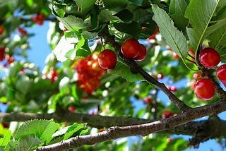The Necessity of Cherry Picking the Bible