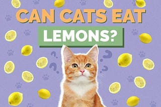 Can Cats Eat Lemon? Exploring the Zesty Truth About This Citrus Fruit