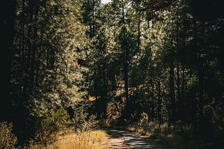 shaded forest trail