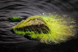 algae on a river. My plans for 2024