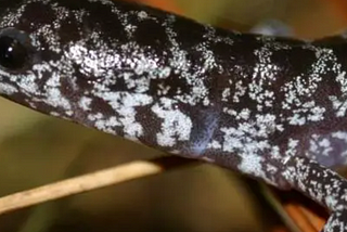 New Groundbreaking Conservation: Successful Reintroduction of the Reticulated Flatwood Salamander