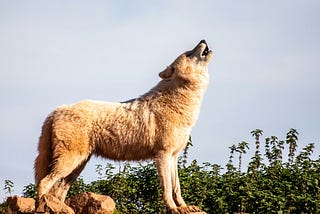 Another Sad Wolf Story