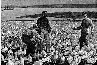 When Synthetizing Nitrogen Saved the Seabirds