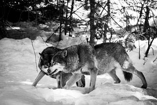 The Ruthless Destiny of a Wolf-Boy Found In Bosnian Woods