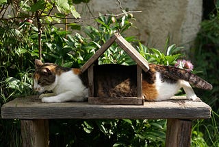 Cat in the garden on a rustic wood table with a small wood house-shaped bird feeder on it. The feeder is about 1/3 the size of the cat, yet the cat is attempting to crawl through it. Cat seems happy: ears forward, maybe even enjoying this strange game.