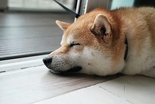 Dogecoin: Why I Loved AND Hated The Recent Pump