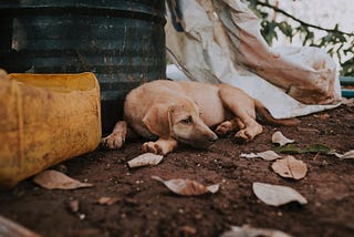 Bringing Our Pets Home and Putting an End to Pet Homelessness in America