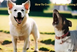 How To Control Excessive Barking in Dogs