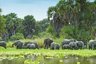 1-Day Nyerere National Park Fly-In Safari from Zanzibar