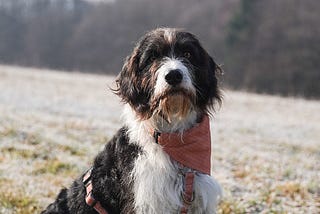 The Hidden World of Canine Emotions: Do Dogs Feel Guilt, Jealousy, or Love?