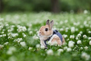 Spiritual Meaning of a Rabbit Crossing Your Path