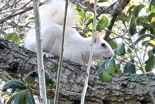 Albino Squirrels and the Power of Everyday Awe