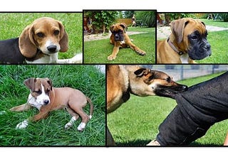 Preparations before Bringing Your Puppy Home