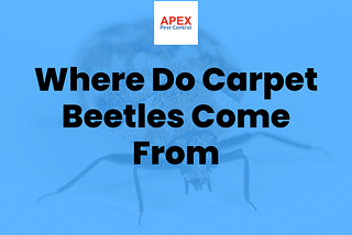 Where Do Carpet Beetles Come From