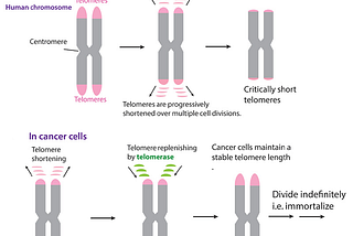 The Two-Faced Story of Our Cells