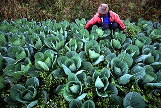 Harmonizing Agroecology and Technology: A Future of Sustainable Farming