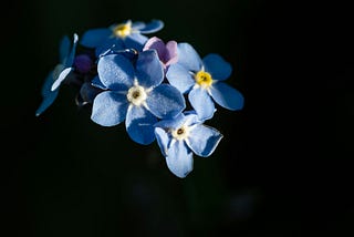 Forget Me Not