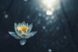 a lotus flower