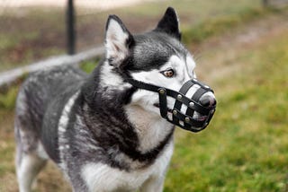 Why Leather Dog Muzzles Australia are Better than Plastic or Metal Ones?