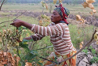 Nigeria yams