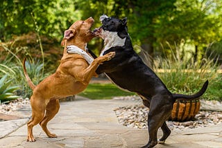 Two dogs fighting