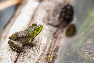 Casino Frogs