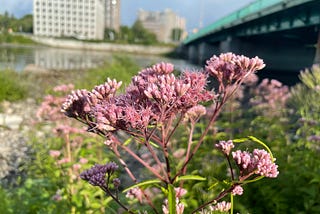 Reclaiming urban spaces: how cities are welcoming nature back