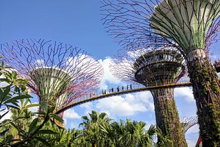 Supertree Grove in Singapore