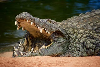 Crocodile Dream Meaning — Different Scenarios And Interpretations