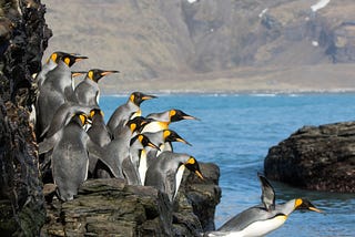 Wait…Penguins drink Salt Water?!